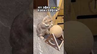 괴롭히는 시바ㅅ끼에게 복수를 위해 수련하는 냥이래! #고양이스크래쳐