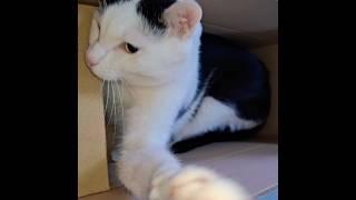 #실전대비하는#301호#고양이#뚜이##훈련##Cat playing hiding in a box #funny video #cute#