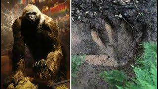 What Happened To Gigantopithicus The Last Great Ape?