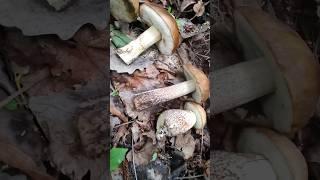 Грибная АНОМАЛИЯ - ГРИБЫ ТЕПЕРЬ БЕЗ ЧЕРВЕЙ!!!