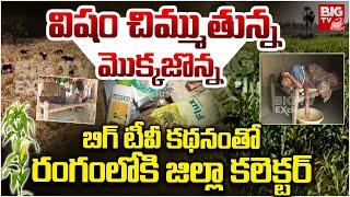 విషం చిమ్ముతున్న మొక్కజొన్న సాగు | District Collector Enters the field with  Big TV story | Adilabad