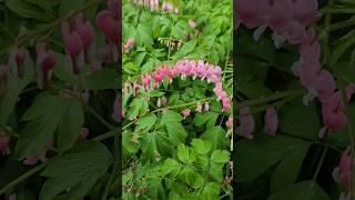 봄비내리는날 금낭화 (Bleeding Heart on a Rainy Spring Day)