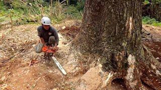 Tall Curved Tree..!! Cut down the Big Trembesi Tree