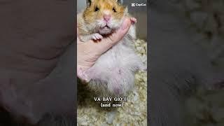 Then and Now of Hamster Teddy #hamsters #pets #hottrend #hamsterbear #shortvideo