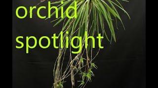 ORCHID SPOTLIGHT : AERANTHES PEYROTII