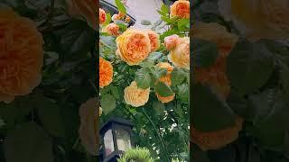 Erin’s Rose Garden-17療癒系列玫瑰花園與造景#バラ #玫瑰 #shorts #rose