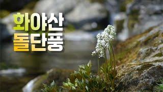 4K, 화야산에서 다 시든 얼레지 대신 촬영한 돌단풍,  야생화, Field flowers, , 계곡물소리, ASMR, 자연의 소리