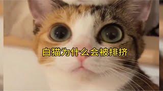 三花猫都知道是猫界美女！那白猫为什么会被猫界排挤呢？