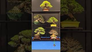 Shohin display @Trophy Bonsai Show 2024 #bonsai #bonsaitree #bonsaiart #trees #shohin #shohinbonsai