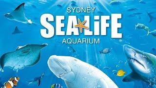 Sea life Sydney Experience in 4K | Sydney Australia  2024