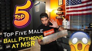 Top Five Male Ball Pythons at Matt Sommers Reptiles