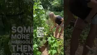 How Many Plants Can You Fit In A 4x4 Kitchen Garden #raisedbeds #gardenary #garden