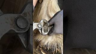 Satisfying ergot trim! #horse #farrier #asmr