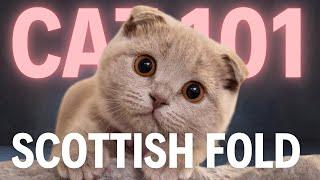 Scottish Fold Cat 101 - Everything You Need To Know - Is It the Right Cat for You?