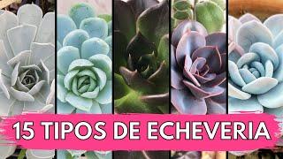 15 Tipos de ECHEVERIA 