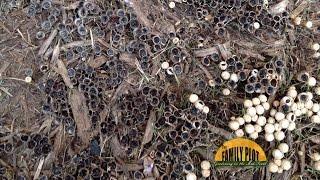 Q&A - What is this growing in my mulch?