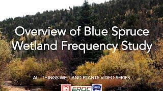 Overview of Blue Spruce Wetland Frequency Study