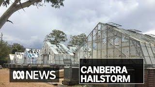 Years of CSIRO research 'totally lost' in Canberra hailstorm | ABC News