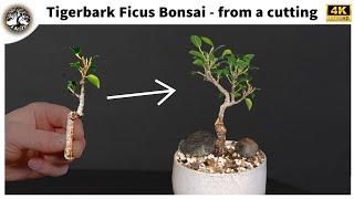 Tigerbark Ficus Bonsai - From a Cutting