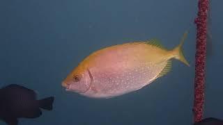 海洋教育推廣短片-3海中危險生物