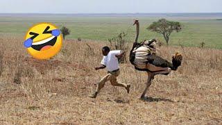 Crazy Funniest Videos Ever In The World | Try Not To Laugh Challenge | Laugh Till You Cry Vol 51