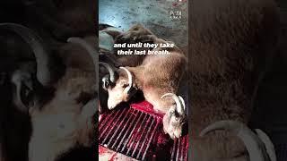 Cashmere: Workers Bash Goats’ Heads In With Hammers