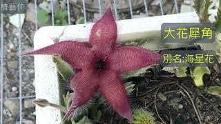 [植藝佳]大花犀角 蘿藦科 海星花 Stapelia grandiflra 開花