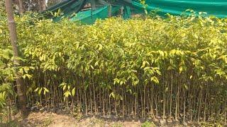 Agarwood Tree Agarwood Plantations || Oudh tree Farming full details || #oudh #plantations