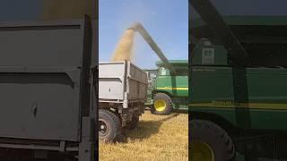  Power Girl Drives John Deere Combine – Massive Wheat Harvest 2025 