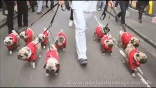 Hotels.com - "Welcome Rewards" - Comercial de TV - Propaganda com Pug