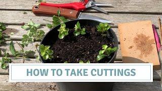 How To Take Cuttings / Propagate Perennials And Shrubs