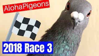 2018 Homing Pigeon Race From The Big Island Of Hawaii To Oahu