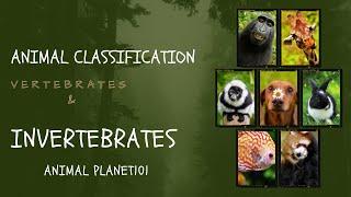 Animal Classification Vertebrates and Invertebrates Animal planet101