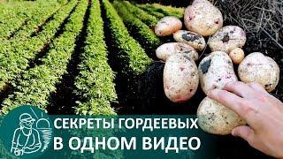  Посадка картофеля в траншеях  Выращивание по технологии Гордеевых