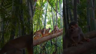 Macacos l AMAZÔNIA - #shorts #macacos  #manaus #amazonas