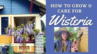 All About Wisteria: Growing, Cautions, Summer Pruning this Beautiful Behemoth