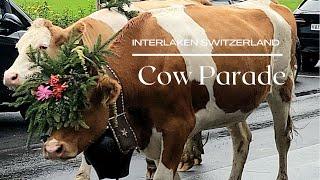 Switzerland Decorated Cattle Descend to Interlaken!