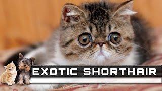  EXOTIC SHORTHAIR Cat Breed - Overview, Facts, Traits and Price