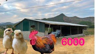 Taking care of 6000 chickens when the weather turns cold - Building a free range chicken coop.