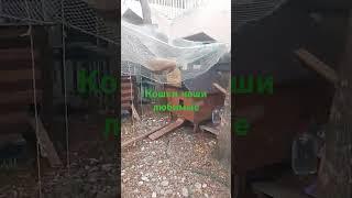 Пивной Фей и Кошкин дом #аквалоо #юмор