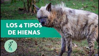 Todos los TIPOS de HIENAS (Hyaenidae)  Características de las hienas