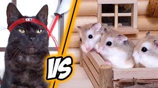 NINJA ROBOTS attack HAMSTERS - MAJOR HAMSTER vs SAMURAI CAT (1/3)