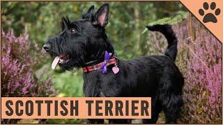 Scottish Terrier - Dog Breed Information