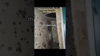 “Black Mold Isn’t That Bad” … The Black Mold  #interesting