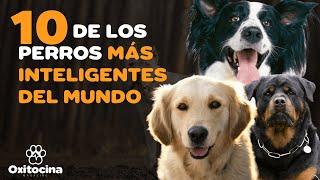 Top 10 de las razas de perros más inteligentes del mundo