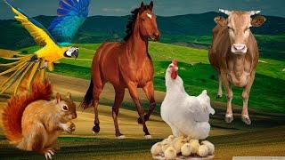 Learn familiar animals, cows, cats, chickens, dogs, pigs, goats, horses - animal sounds