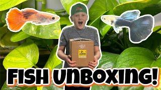 Guppy Unboxing for Jadren aquatics