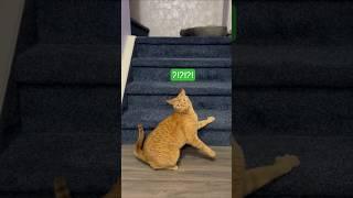  #캐냥이 #캐나다집사 #캐나다일상 #orangecat