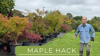 Quick Method To Make Maple Bonsai