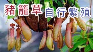 【天天小花農】豬籠草，臨近夏季季節繁殖存活率高，操作非常簡單